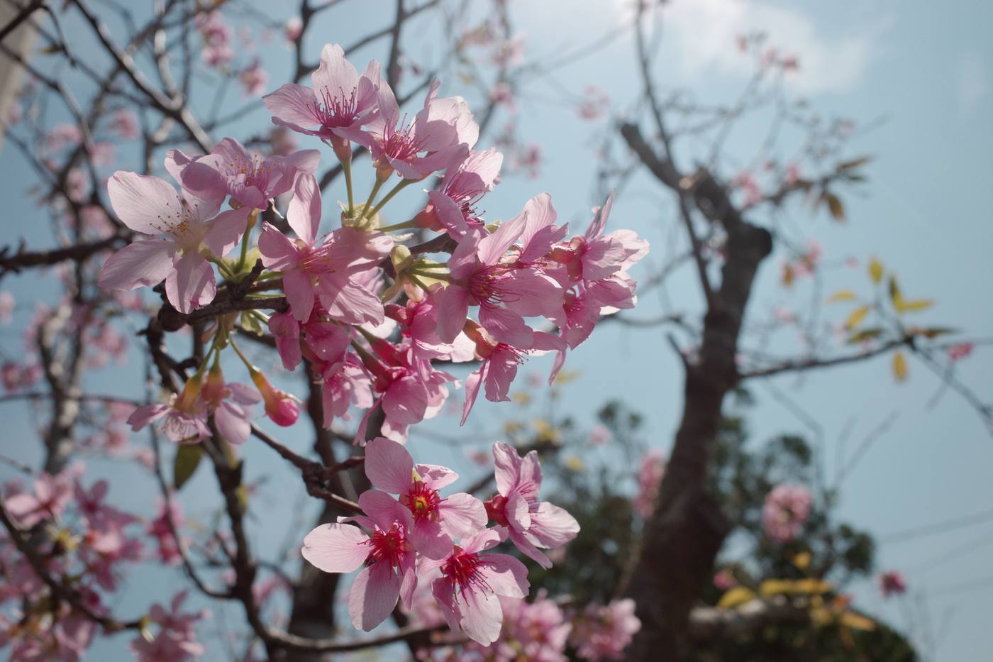 花蓮花東縱谷風景 2